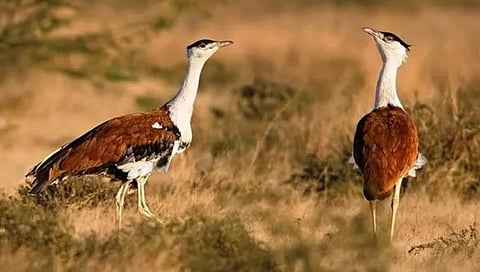 An avian world record by India on successfully breeding Great Indian Bustard