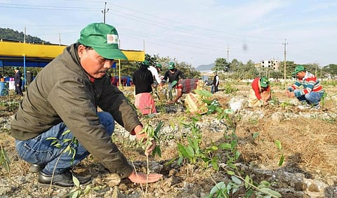 Guwahati Refinery Plants 4,000 Saplings in New Year