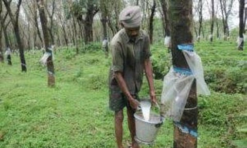 Tripura Moves to take action against illegal rubber growers