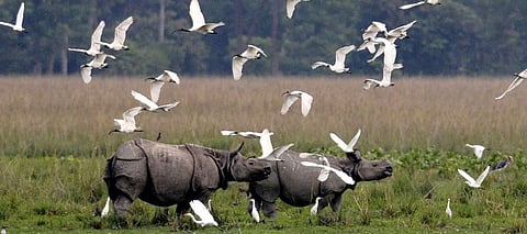 Bird Census in Kaziranga: Ornithologists hopeful of discovering new, rare species