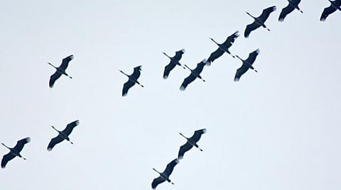 Will government protect avian migrants to Assam?