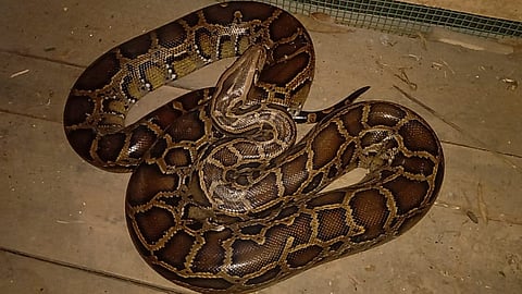 Python recovered at Tamargaon under Dhakuakhana Police Station