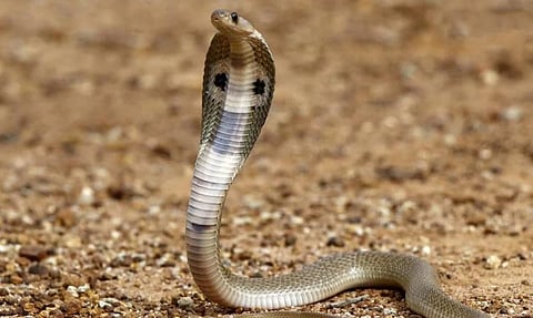 Indian Cobra Venom Genes Decoded Using Cutting-edge Genomic Technologies