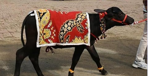 A ‘mundan’ ceremony  for a buffalo calf in Uttar Pradesh