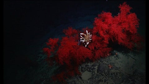 Deep-sea coral gardens discovered in mysterious canyons