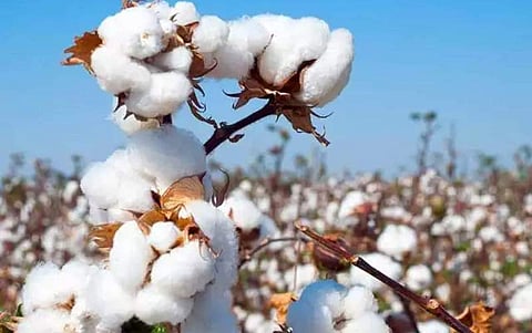 CCEA approves Rs 1,061 cr to reimburse losses on the cotton sale