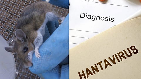 Hantavirus kills a man in China, people frantic on social media
