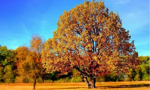 New framework to identify best trees to curb air pollution