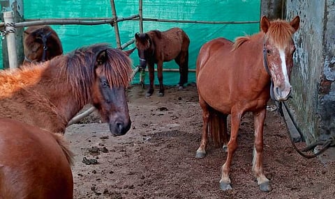 Prime accused in feral horse smuggling case yet to be nabbed