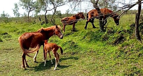 Rescued feral horse gives birth in Dibru-Saikhowa National Park, Tinsukia