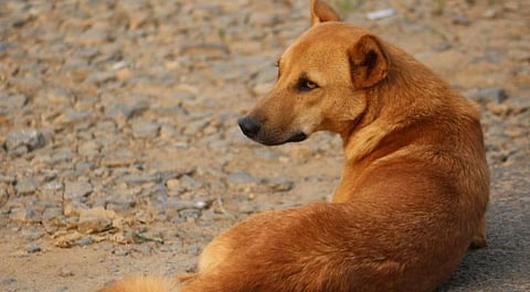 NGOs in Northeast commence drives to feed stray animals due to nationwide lockdown