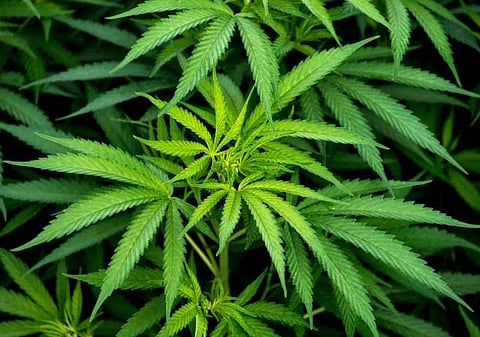 Nepal Communist Party registered Bill to legalize cannabis production and sales