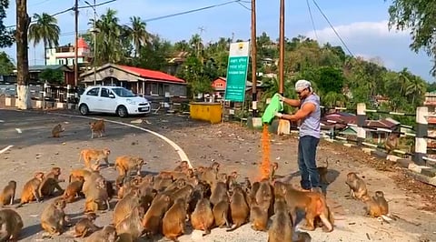 Artiste Rajkumar Talukdar feeds monkeys and stray dogs