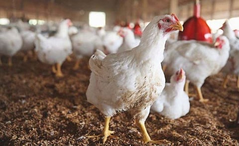 ASCI acts on misleading ad promoting eating chicken to beat COVID