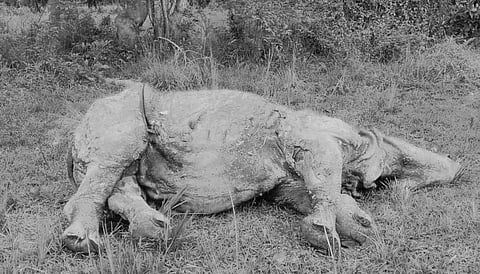 Western Range Biswanath Wildlife Division, Kaziranga Tiger Reserve found Carcass of Rhino