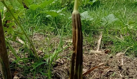 Lockdown adversely affects Dhakuakhana vegetable growers