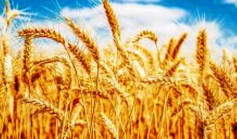 Punjab gets ready for bumper wheat harvest of 182 lakh tonnes