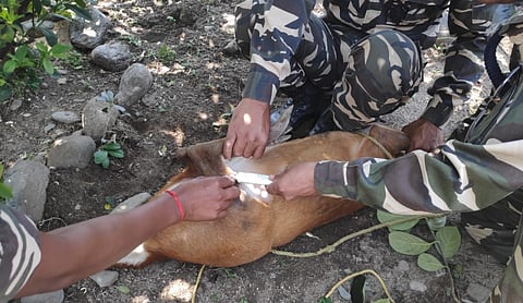 23rd battalion SSB rescues barking deer at Bhairabkunda