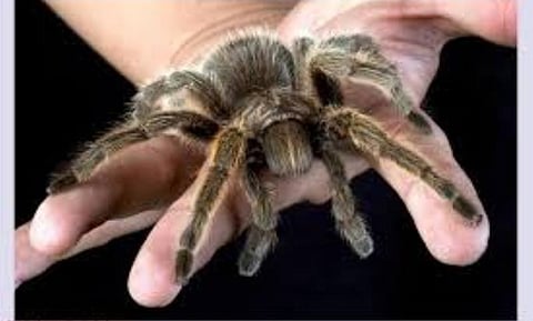 Spider venom can be used as alternative to opioid painkillers