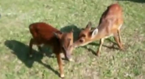 SSB, NGO recovered two fawns at Bhutankhuti and Mainaguri villages of Baksa