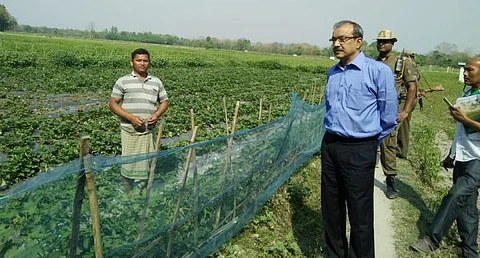 Unable to sell his strawberries, local farmer Dipul Boro faces losses