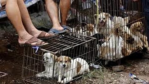 Eating of cats, dogs banned at Shenzhen
