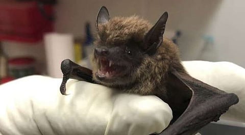 Researchers discovered four new bat species related to ones linked with COVID-19