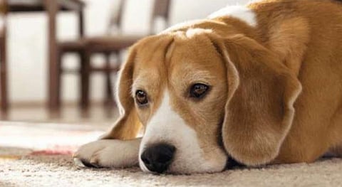 Prolonged confinement during lockdown affects the health of pet dogs: IVRI