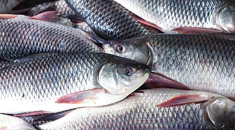FISHFED starts door-to-door delivery of local fish in Guwahati City
