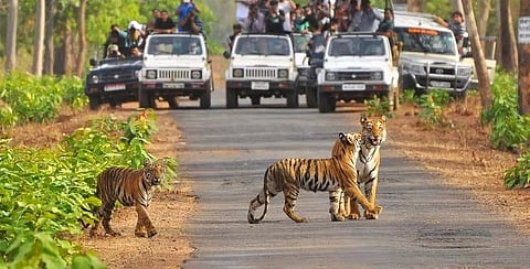 COVID-19 Impact: Jim Corbett becomes India’s first quarantine facility for animals