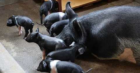 1,374 pigs die in upper Assam; veterinary teams to visit affected districts