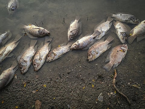 dead fishes