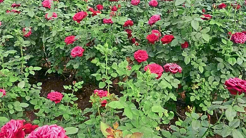 Farmers in financial difficulties due to corona
