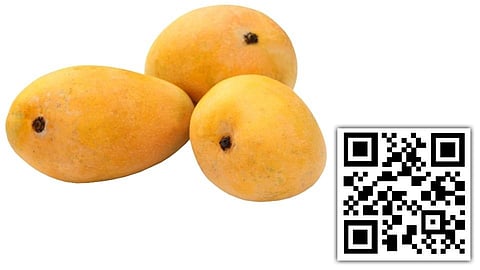 Good News : क्यू आर कोड रोखणार हापूसमधील भेसळ