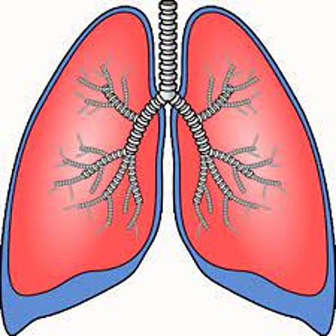 lungs