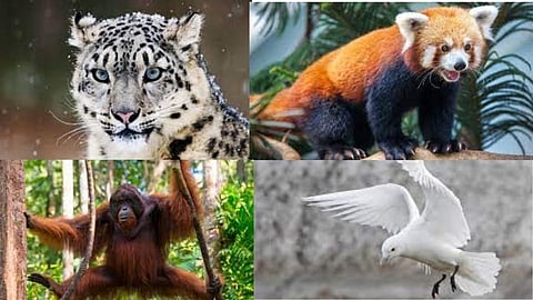 ७ प्राण्यांचं जीवन धोक्यात;  नामशेष होतायेत प्रजाती