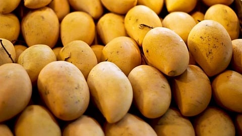 Good News - हापूस घेऊन धावणार किसानरथ; एसटी महामंडळाची संकल्पना