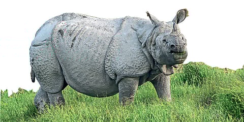Rhino