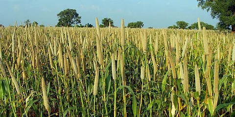 Bajari