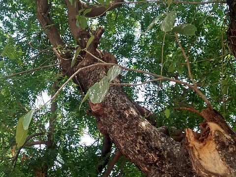 शिवणी झाड