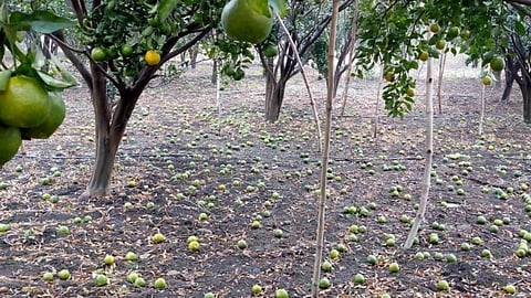 फळबागांचे नुकसान