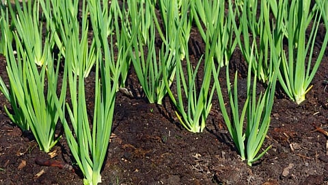 Onion Crop