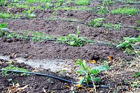 गारांच्या पावसामुळे ज्वारी, गहू, केळीसह पानमळ्यांचे मोठे नुकसान