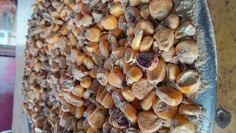 रेशन दुकानातील सडका मका खायचा कसा?