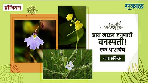 डास खाऊन जगणारी वनस्पती ! एक आश्चर्यच