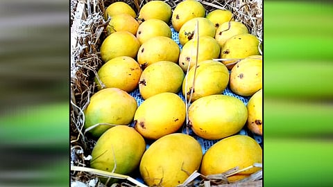 मुंबईकरांनो, कोकणतील हापूस आंब्याबद्दलची ही बातमी वाचाच