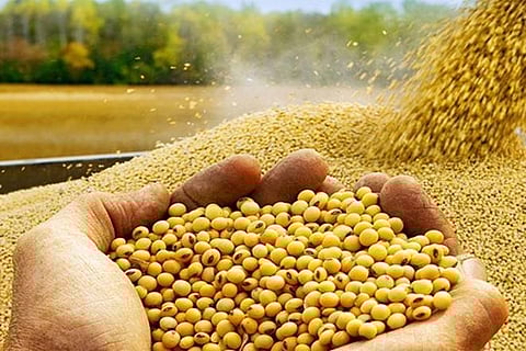 पिवळ सोनं धमकलं!, सोयाबीनला हमीभावापेक्षा दुप्पट भाव