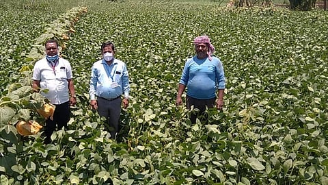 झक्कास! उन्हाळी सोयाबीनचा वाळवा पॅटर्न; 100 एकरावर लागवड