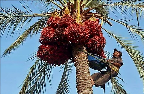 खजूर