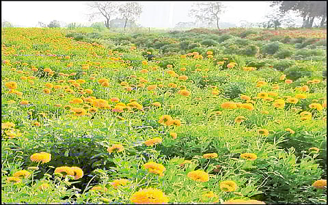 पडवेतील अमितने फुलशेती करुन मिळवली उत्पन्नाची शाश्वती